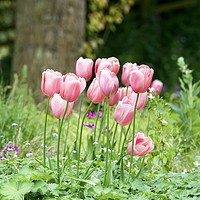 Buy canvas prints of Pink tulips 2 by Gary Pearson