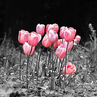 Buy canvas prints of Tulips standing out by Gary Pearson