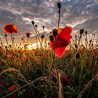 Buy canvas prints of Poppies at sunset by Gary Pearson