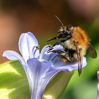 Buy canvas prints of Sometimes even the busiest of bees have to relax!  by Gary Pearson