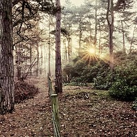 Buy canvas prints of A misty sunrise in the forest by Gary Pearson