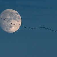 Buy canvas prints of The moon and the geese by Gary Pearson