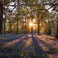 Buy canvas prints of Sunset over a carpet of bluebells by Gary Pearson