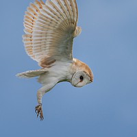 Buy canvas prints of Hunting Barn Owl by Gary Pearson