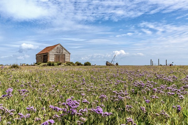 Sea lavender surrounding the old coal barn Picture Board by Gary Pearson