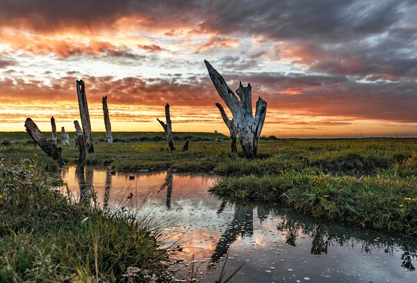 Sunset colours over the Thornham stumps  Picture Board by Gary Pearson