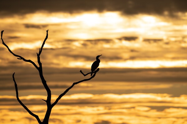 A silhouetted cormorant at sunset Picture Board by Gary Pearson