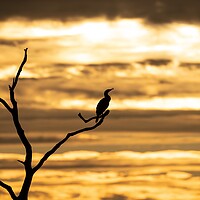 Buy canvas prints of A silhouetted cormorant at sunset by Gary Pearson