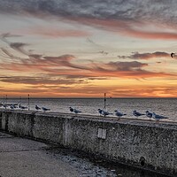 Buy canvas prints of Seagulls at sunset by Gary Pearson