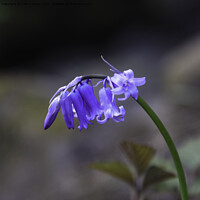 Buy canvas prints of The Solitary Bluebell by Trevor Camp