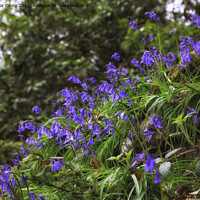 Buy canvas prints of Bluebell Cascade by Trevor Camp