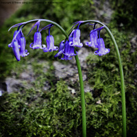 Buy canvas prints of Synchronised Bluebells by Trevor Camp