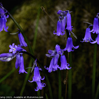 Buy canvas prints of Bluebells - 02 by Trevor Camp