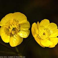 Buy canvas prints of Buttercups by Trevor Camp