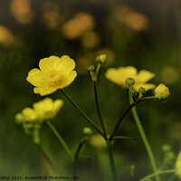 Buy canvas prints of A Field of Buttercups by Trevor Camp