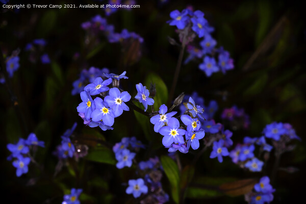 Delicate Blue Blossoms Picture Board by Trevor Camp