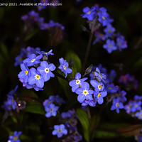 Buy canvas prints of Delicate Blue Blossoms by Trevor Camp