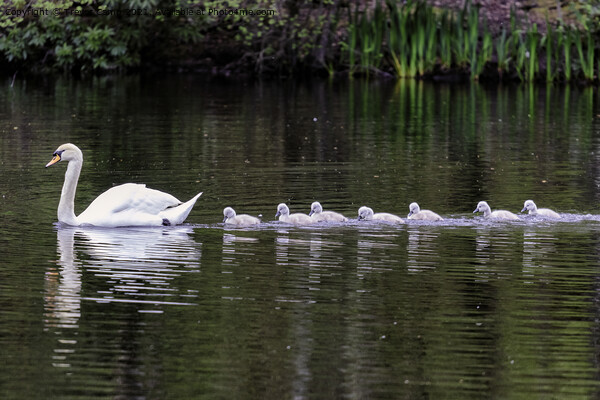 Graceful Swan and Her Adorable Cygnets Picture Board by Trevor Camp