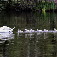 Buy canvas prints of Graceful Swan and Her Adorable Cygnets by Trevor Camp