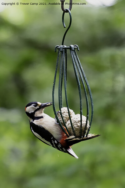 Great Spotted Woodpecker Picture Board by Trevor Camp
