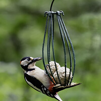 Buy canvas prints of Great Spotted Woodpecker by Trevor Camp