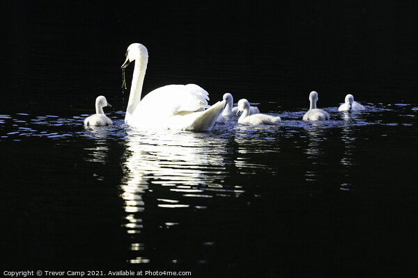 Swan and Cygnets Picture Board by Trevor Camp