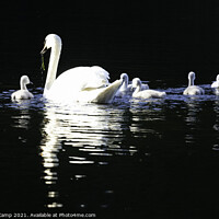 Buy canvas prints of Swan and Cygnets by Trevor Camp