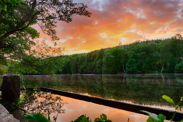 Coppice Pond Sunset Picture Board by Trevor Camp