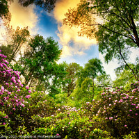 Buy canvas prints of Rhododendron Sunset by Trevor Camp
