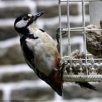Buy canvas prints of Great Spotted Woodpecker - 02 by Trevor Camp