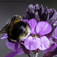 Buy canvas prints of Bumblebee Bum by Trevor Camp