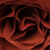 Buy canvas prints of Silky Red Rose by Trevor Camp