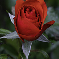 Buy canvas prints of Red Rose - 02 by Trevor Camp