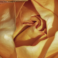 Buy canvas prints of The Orange Rose by Trevor Camp