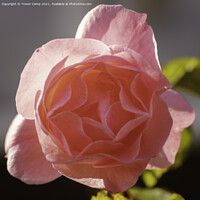 Buy canvas prints of The Pink Rose by Trevor Camp
