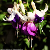 Buy canvas prints of The Purple Fuchsia by Trevor Camp