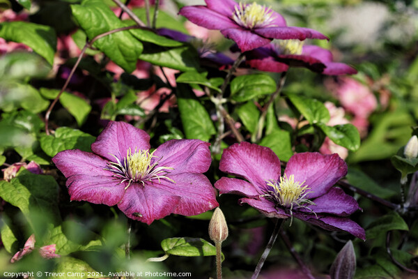 Purple Clematis Picture Board by Trevor Camp