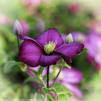 Buy canvas prints of Clematis Montana by Trevor Camp