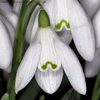 Buy canvas prints of The Giant Snowdrop by Trevor Camp
