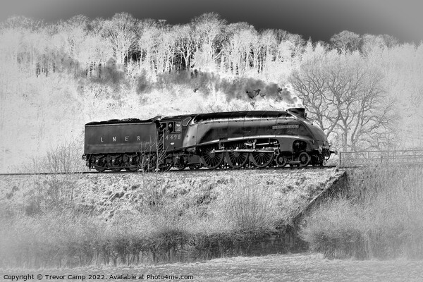 Sir Nigel Gresley on Severn Valley Railway Picture Board by Trevor Camp