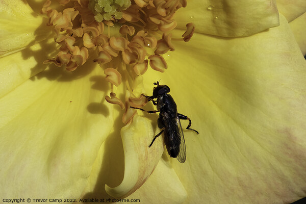 The Pollenator Picture Board by Trevor Camp