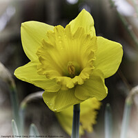 Buy canvas prints of The Daffodil by Trevor Camp