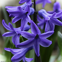 Buy canvas prints of Hyacinthus orientalis by Trevor Camp