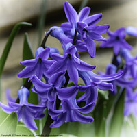 Buy canvas prints of Hyacinthus orientalis - 2 by Trevor Camp