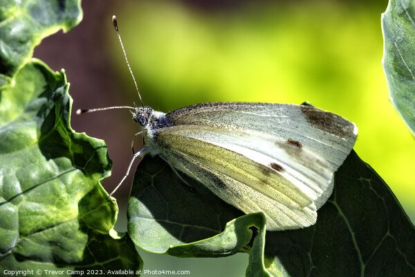 Delicate Cabbage White Butterfly Picture Board by Trevor Camp
