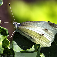 Buy canvas prints of Delicate Cabbage White Butterfly by Trevor Camp