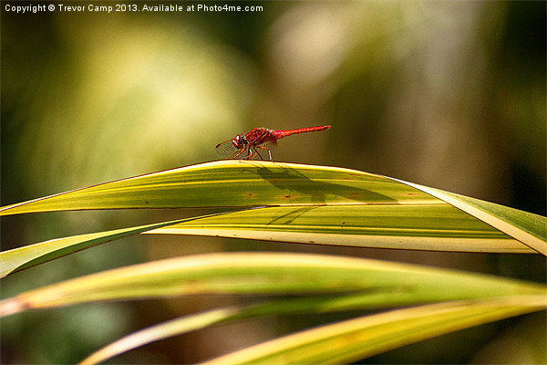 Sunbathing Dragonfly Picture Board by Trevor Camp