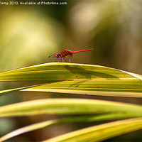 Buy canvas prints of Sunbathing Dragonfly by Trevor Camp