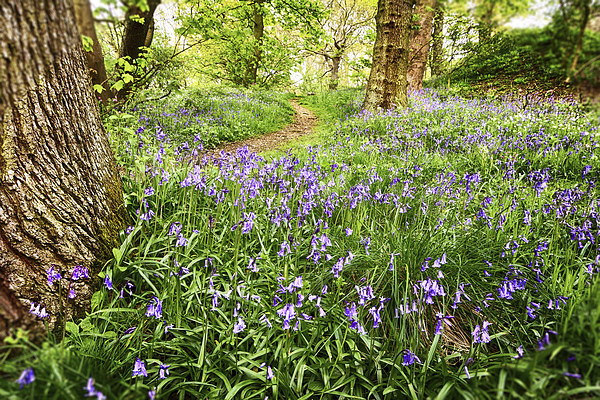 The Bluebell Trail Picture Board by Trevor Camp