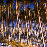 Buy canvas prints of  Winter Woods by Trevor Camp